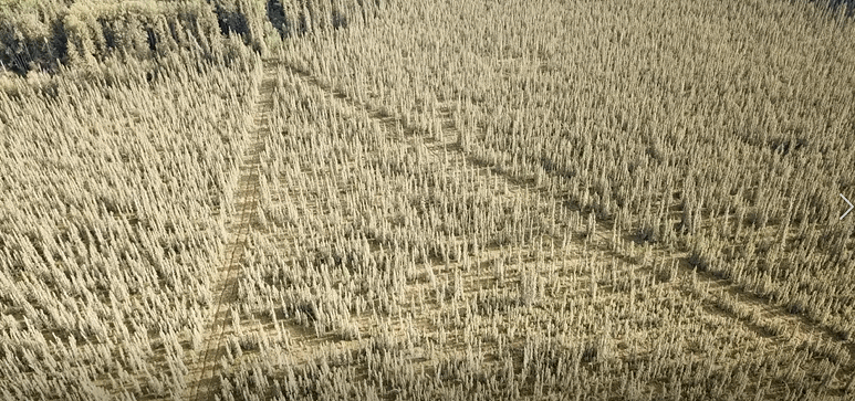 drone_1.gif